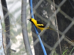 Icterus mesomelas