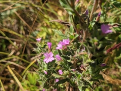 Epilobium densiflorum
