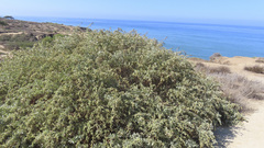 Atriplex lentiformis