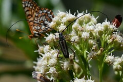 Sphaenothecus bilineatus
