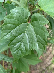 Phyllocnistis vitegenella