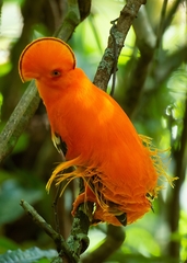 Rupicola rupicola
