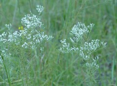 Eupatorium hyssopifolium