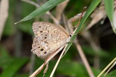 Neope goschkevitschii