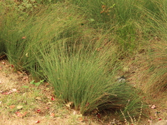 Juncus patens