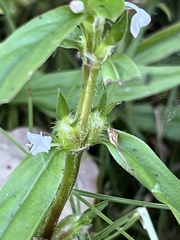 Diodia