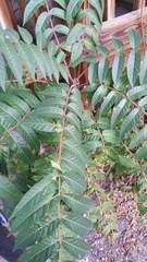 Ailanthus altissima