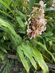 Hedychium