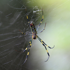 Trichonephila clavata