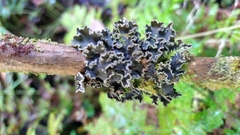 Peltigera collina