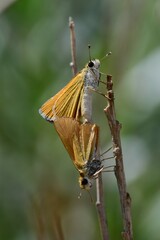 Copaeodes aurantiaca