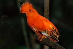 Rupicola rupicola