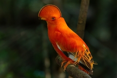 Rupicola rupicola