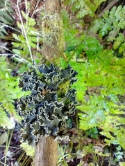 Peltigera collina