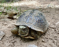 Terrapene ornata