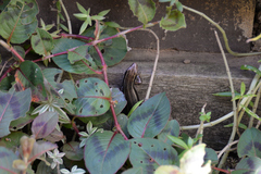 Plestiodon finitimus