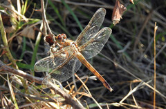Libellula needhami