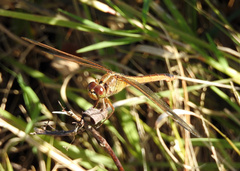 Libellula needhami