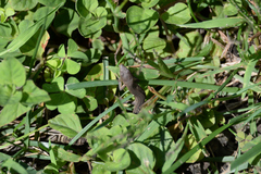 Takydromus tachydromoides