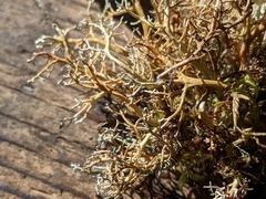 Sphaerophorus tuckermanii