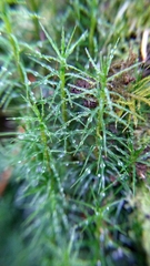 Polytrichastrum alpinum