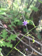 Campanula divaricata
