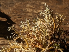 Sphaerophorus tuckermanii