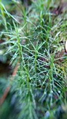 Polytrichastrum alpinum
