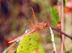 Libellula needhami