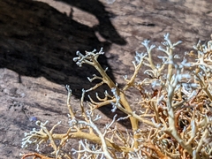 Sphaerophorus tuckermanii