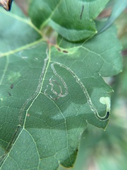 Phyllocnistis vitegenella