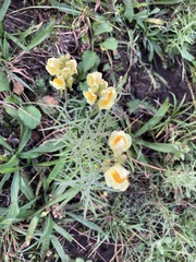 Linaria