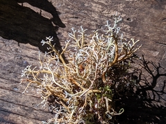 Sphaerophorus tuckermanii