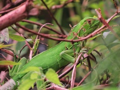 Iguana iguana iguana