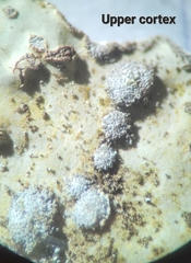 Lobaria