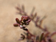 Suaeda maritima