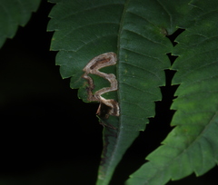 Stigmella intermedia