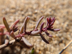 Suaeda maritima