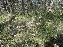 Grevillea sericea