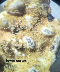 Lobaria
