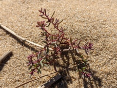 Suaeda maritima