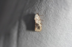 Ponometia erastrioides