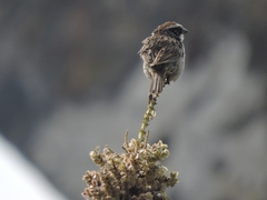 Oriturus superciliosus