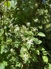 Clematis