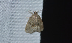 Protodeltote muscosula