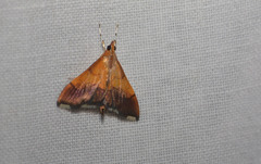 Pyrausta bicoloralis