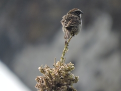 Oriturus superciliosus
