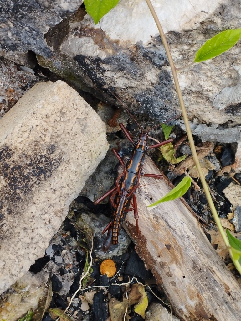 Red-striped Stick Insect