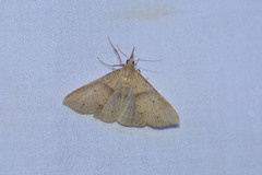 Renia discoloralis