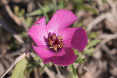 Modiolastrum gilliesii